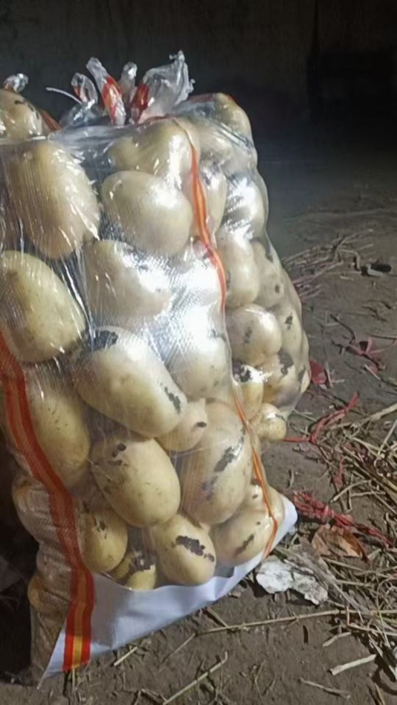 土豆黄心土豆荷兰十五大丰十v6v7长期合作长期有货