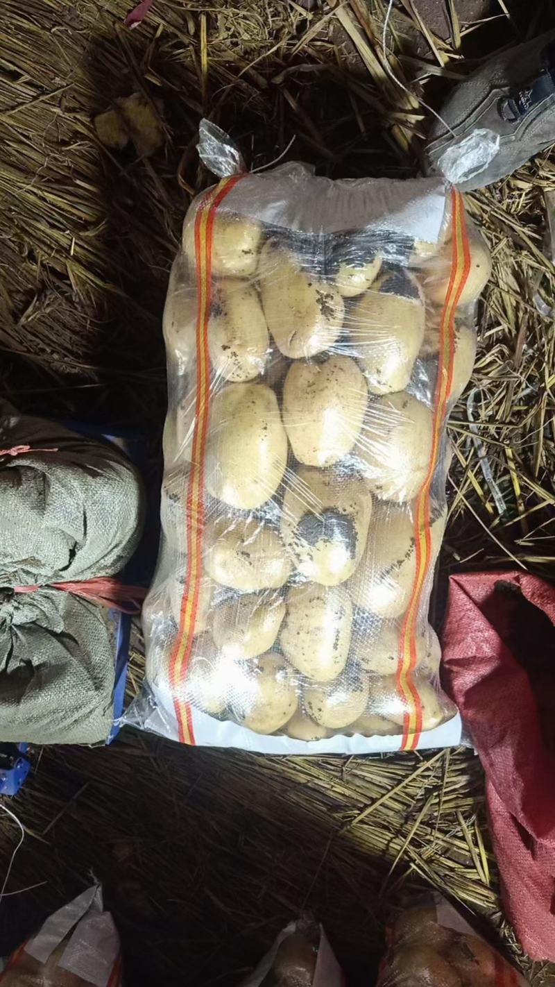 土豆黄心土豆荷兰十五大丰十v6v7长期合作长期有货