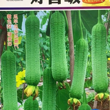 皱皮丝瓜种子好香皱早熟中长棒顺直翠绿色皱皮丝瓜新品种
