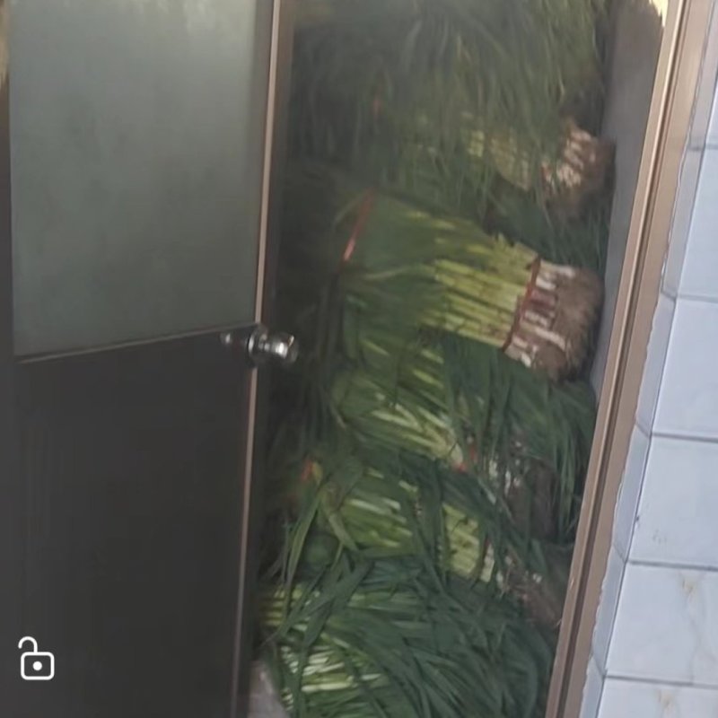 漳县蒜苗基地直供品质保障量大优惠提供一站式服务