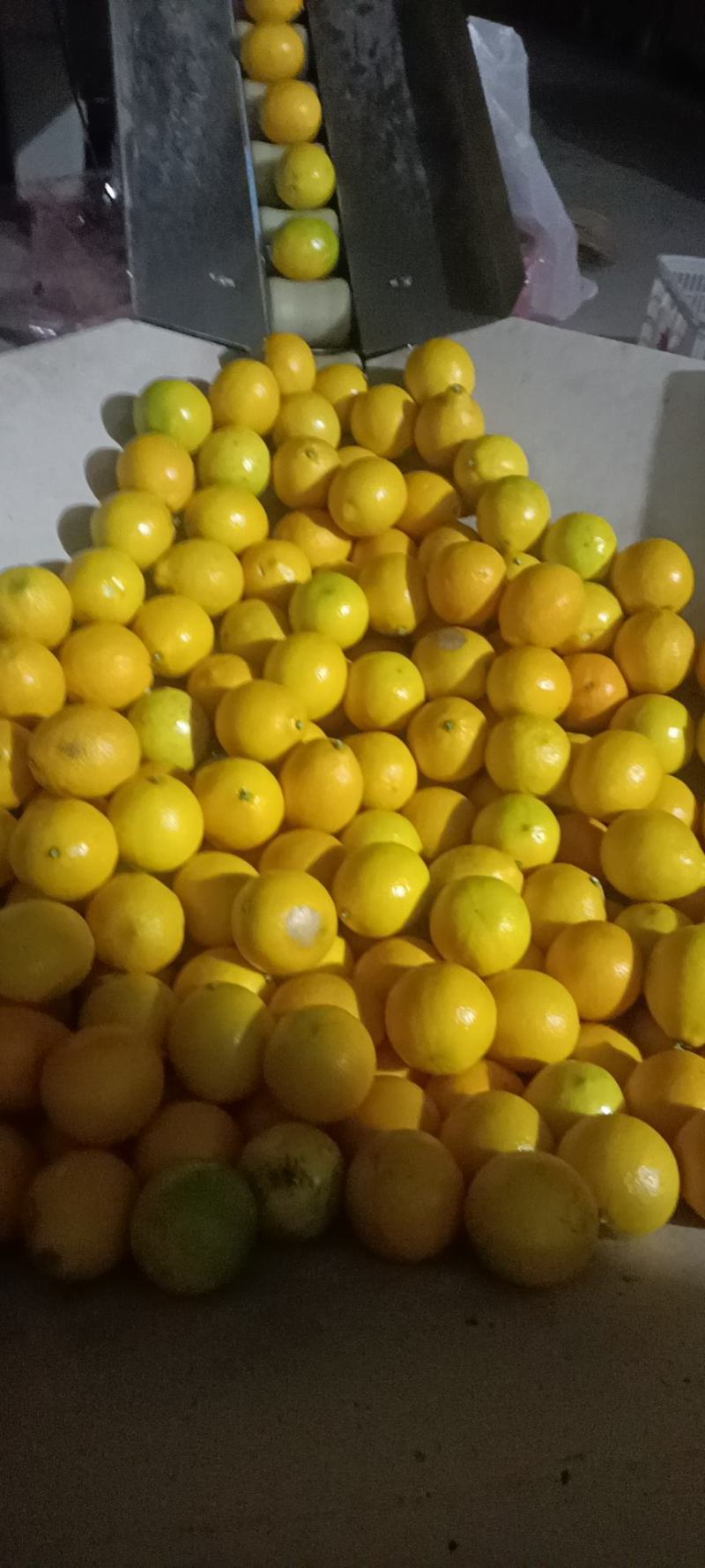 柠檬大量有货