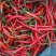 朝天椒