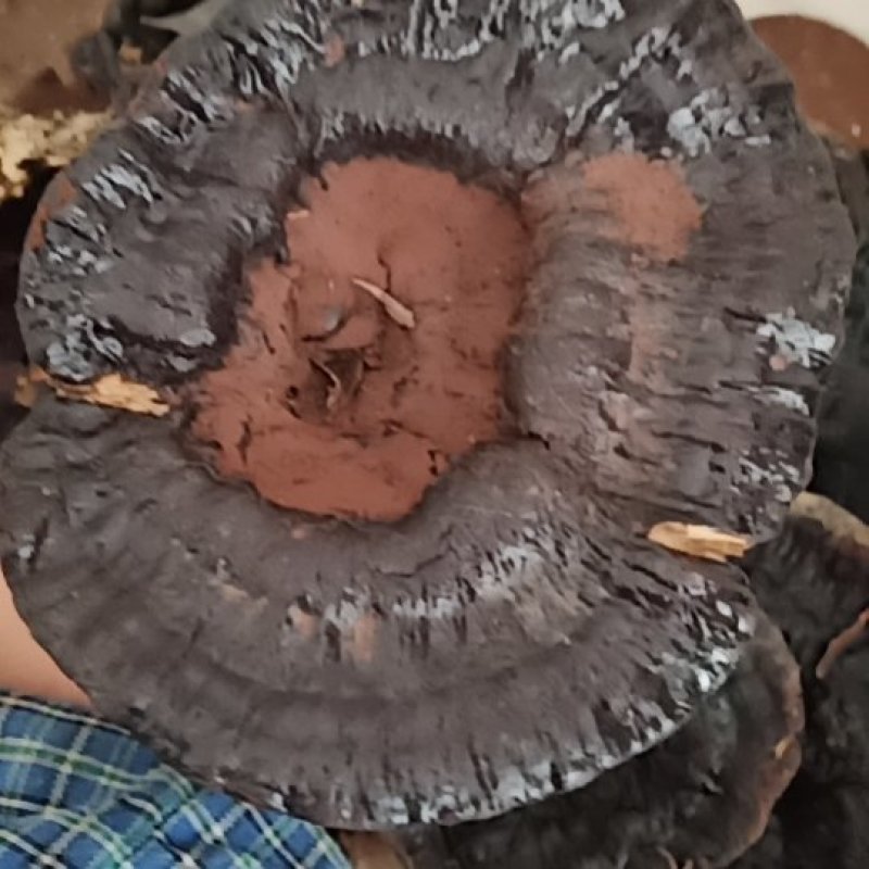 野生灵芝需要的联系我