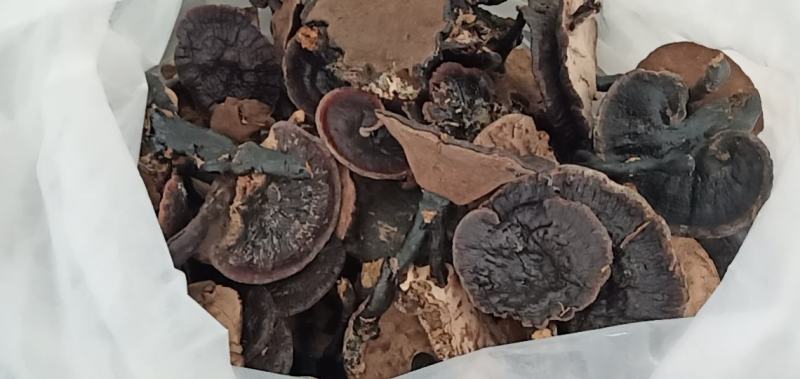 野生灵芝需要的联系我