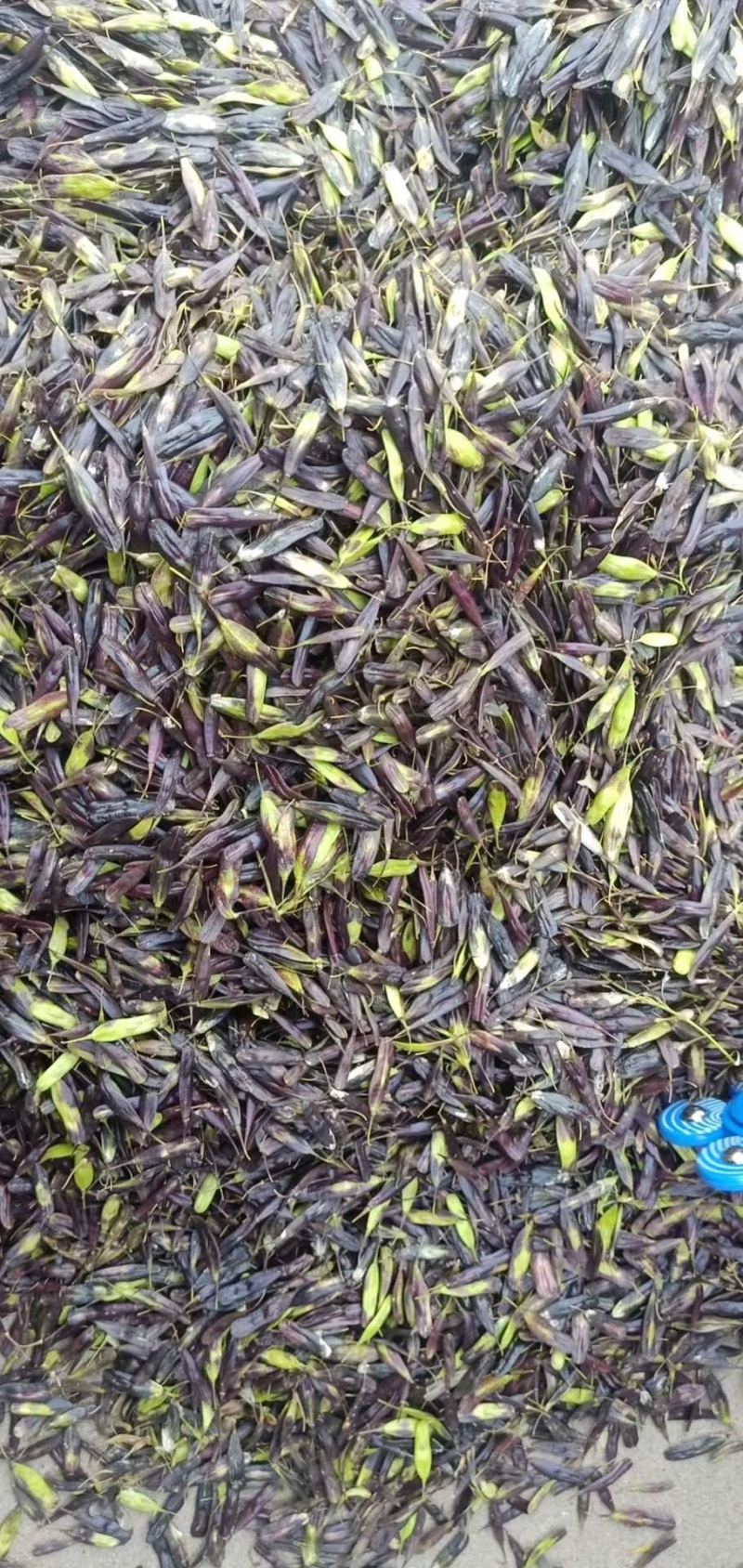板蓝根种子、发芽🌱率高、免费提供技术指导、包回收、