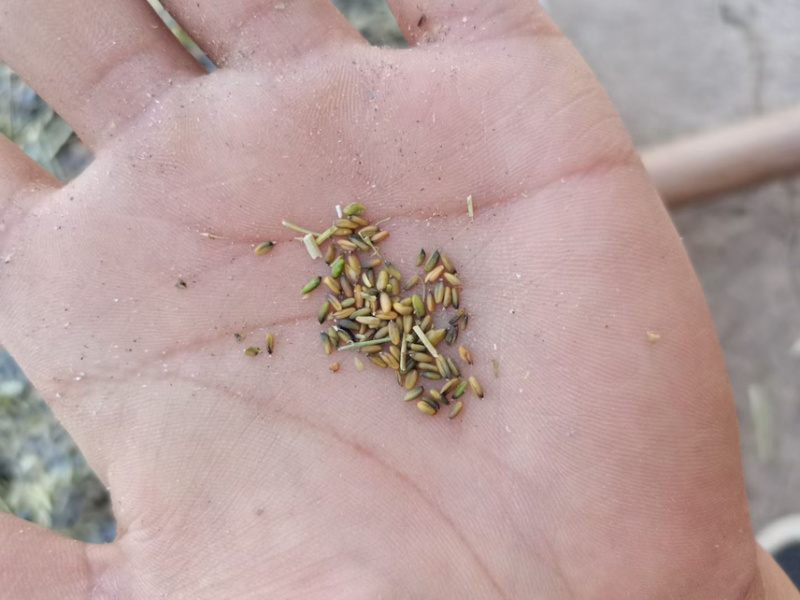 板蓝根种子、发芽🌱率高、免费提供技术指导、包回收、