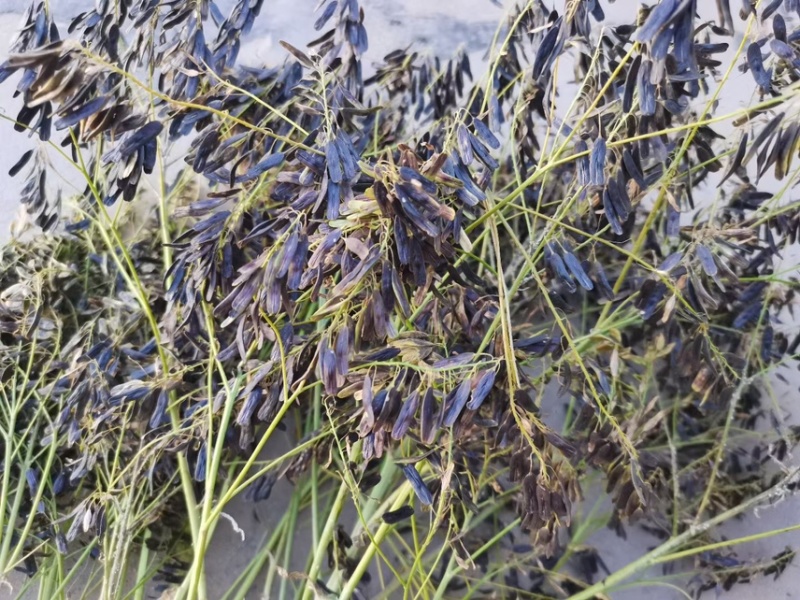板蓝根种子、发芽🌱率高、免费提供技术指导、包回收、