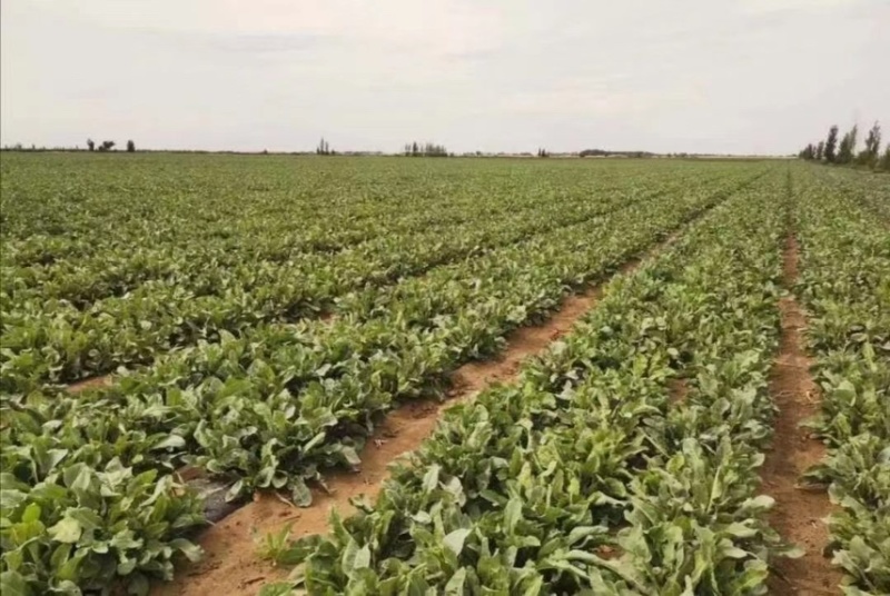 板蓝根种子、发芽🌱率高、免费提供技术指导、包回收、