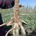板蓝根种子、发芽🌱率高、免费提供技术指导、包回收、