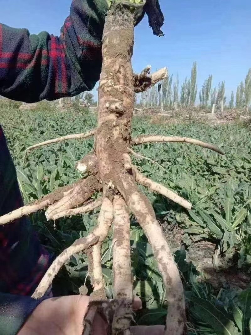 板蓝根种子、发芽🌱率高、免费提供技术指导、包回收、