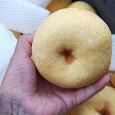 砀山酥梨