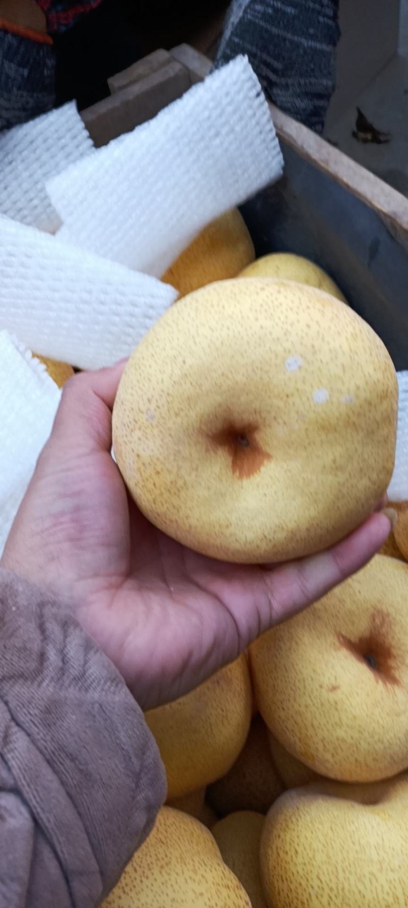 砀山酥梨