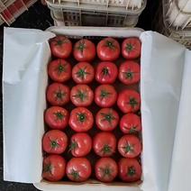 供应优质硬粉西红柿，单果，串果大量供应，质量好，价格优，