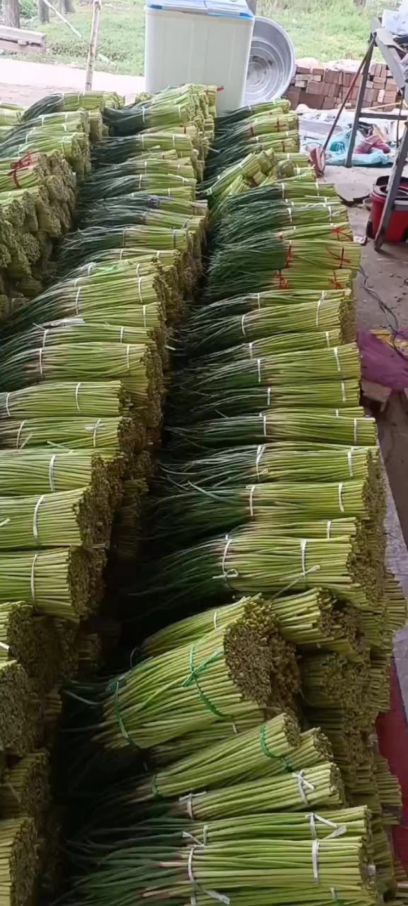 蒜薹大量上市，产地直发，欢迎订购质量保证上货快