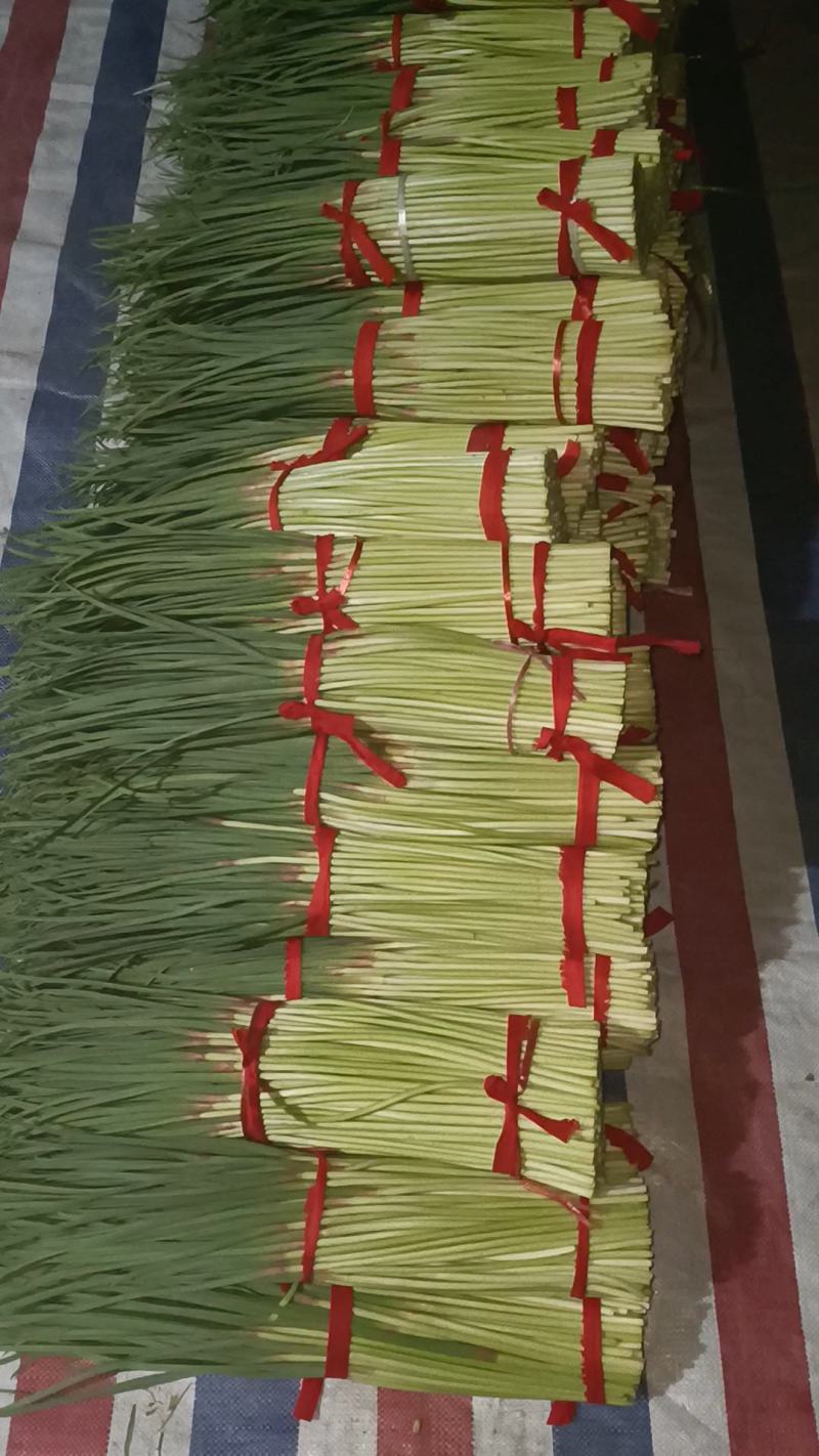 蒜薹大量上市，产地直发，欢迎订购质量保证上货快