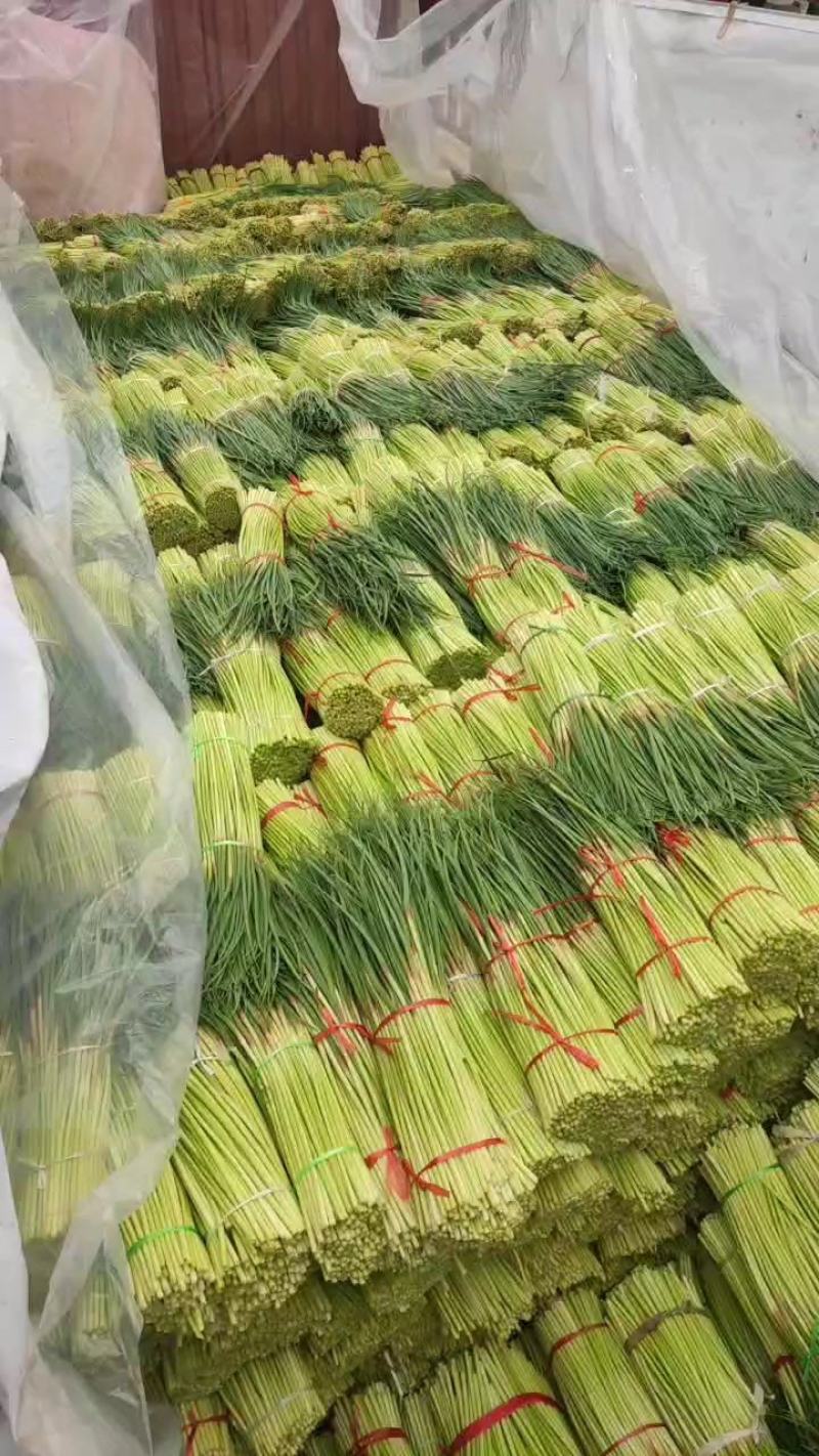 蒜薹大量上市，产地直发，欢迎订购质量保证上货快