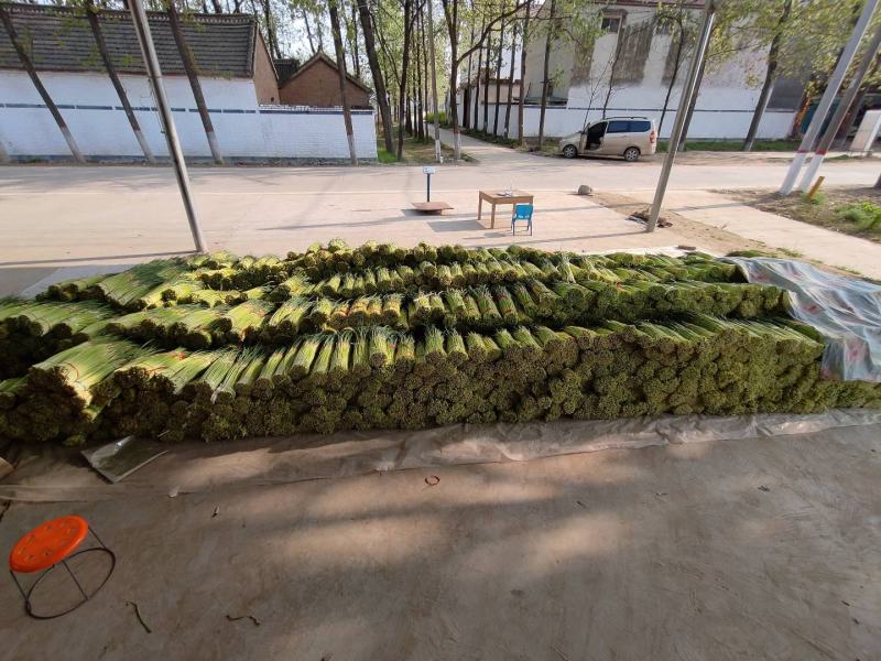 蒜薹大量上市，产地直发，欢迎订购质量保证上货快