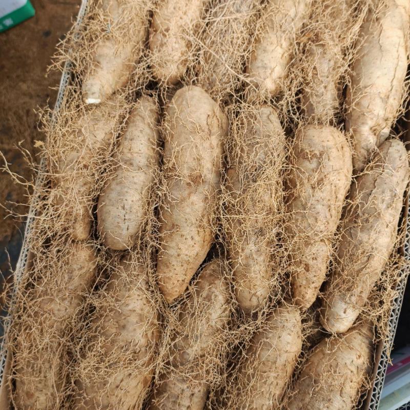 红泥土毛薯广东毛薯基地一手货！货源充足！价格实惠