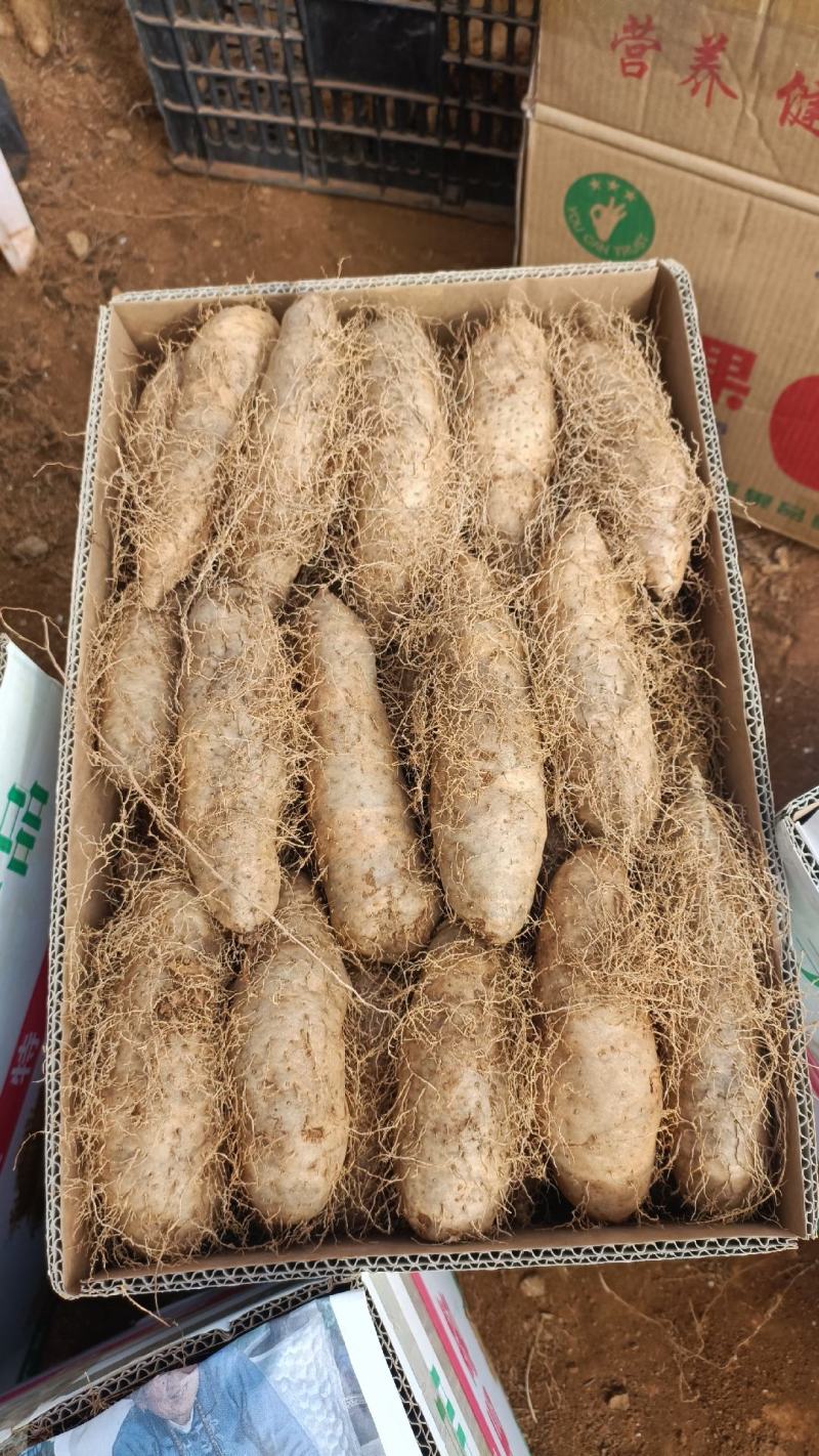 红泥土毛薯广东毛薯基地一手货！货源充足！价格实惠