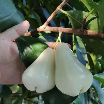 新白玉莲雾苗耐寒品种结果快外形美如美脂粉甜度高