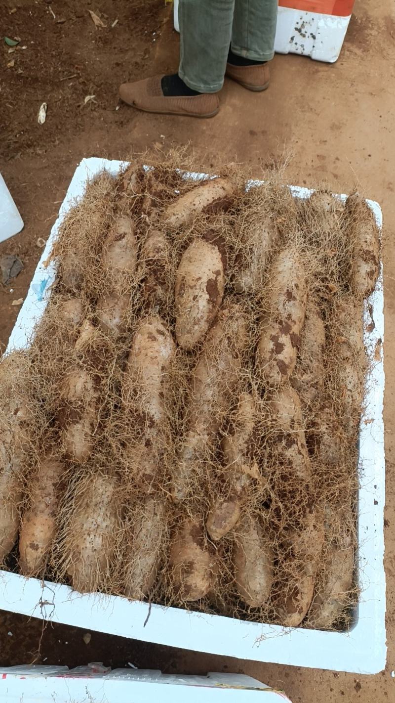 红泥土毛薯广东毛薯基地一手货！货源充足！价格实惠