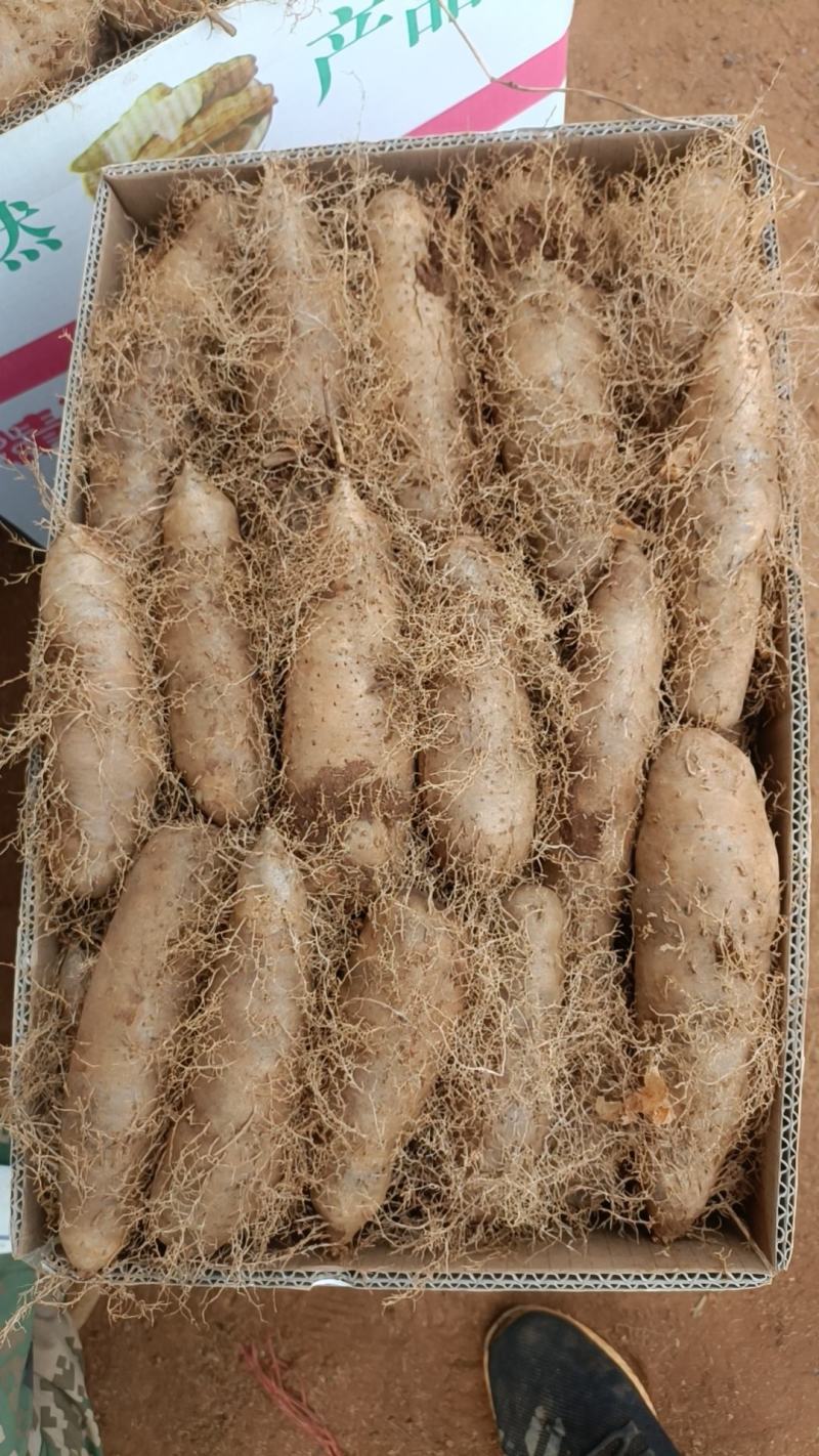 红泥土毛薯广东毛薯基地一手货！货源充足！价格实惠