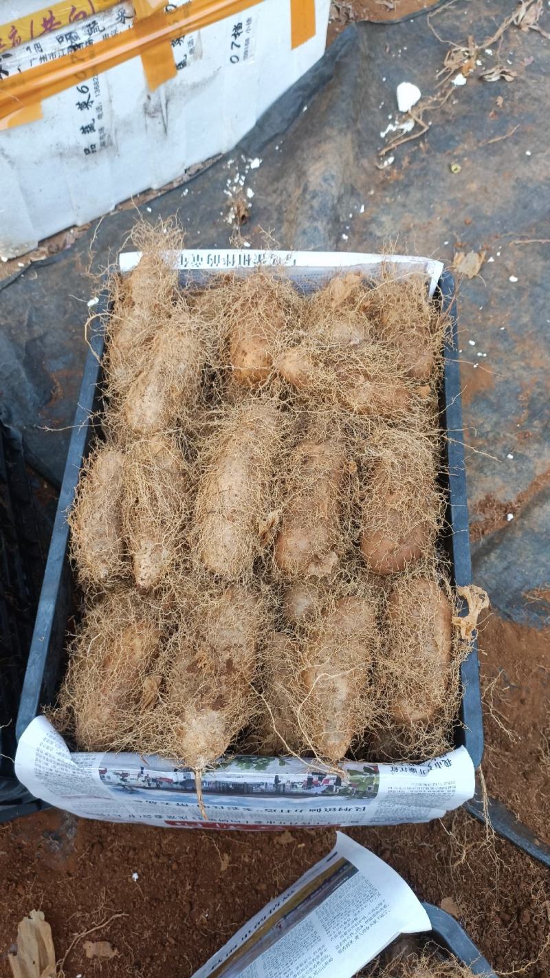 红泥土毛薯广东毛薯基地一手货！货源充足！价格实惠