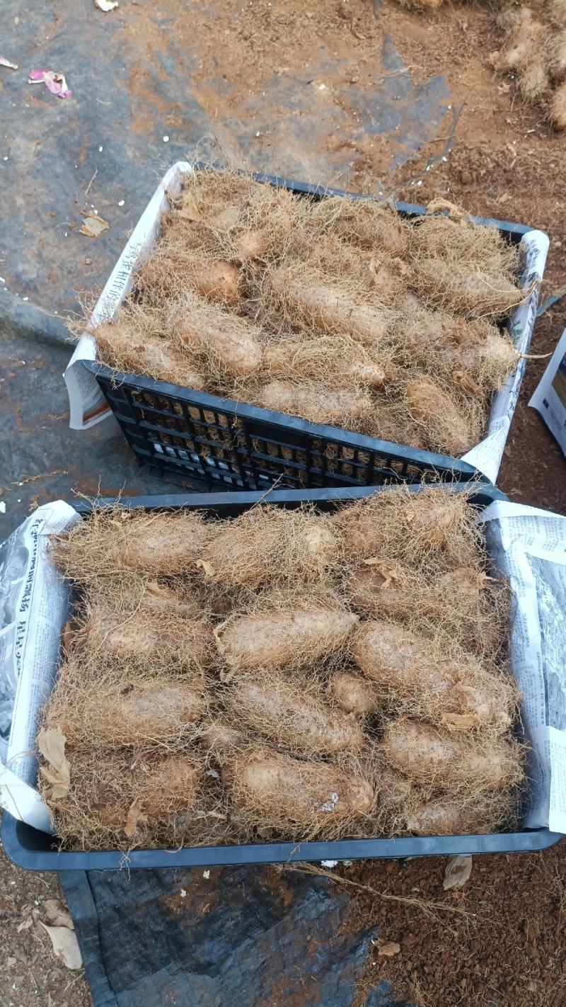 红泥土毛薯广东毛薯基地一手货！货源充足！价格实惠