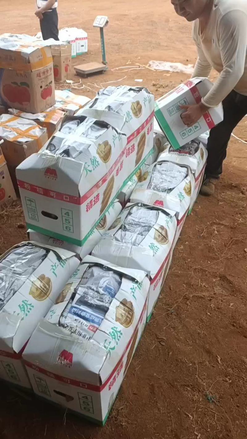 红泥土毛薯广东毛薯基地一手货！货源充足！价格实惠