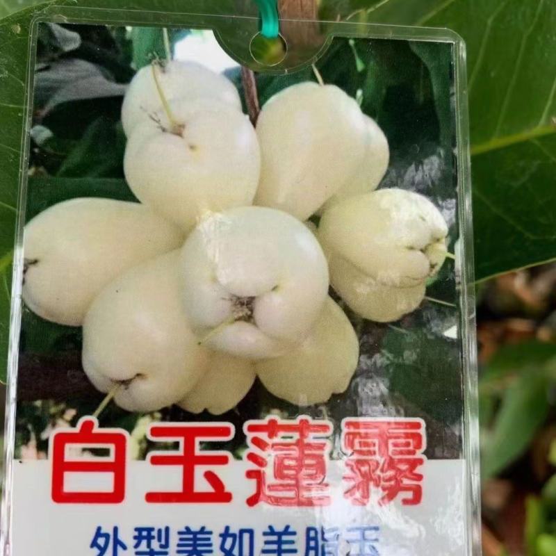新白玉莲雾苗耐寒品种结果快外形美如美脂粉甜度高