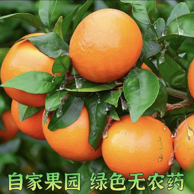 实力沃柑，广西产地直采，质量保证，全国代发，量大从优，