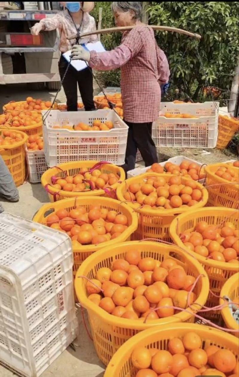实力沃柑，广西产地直采，质量保证，全国代发，量大从优，