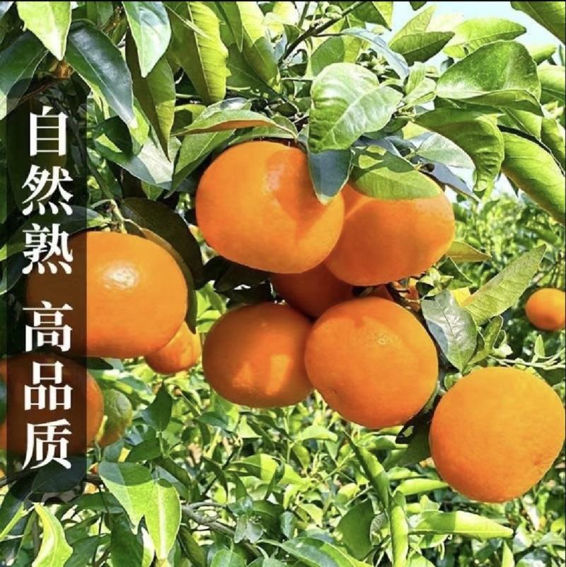实力沃柑，广西产地直采，质量保证，全国代发，量大从优，