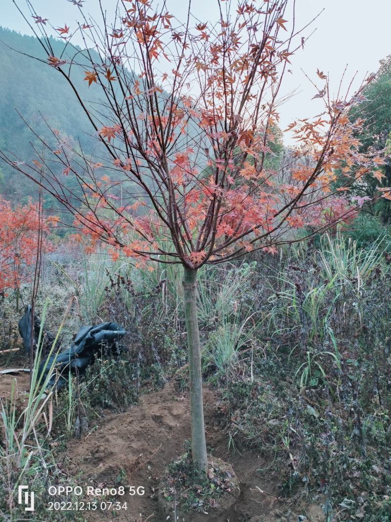 三季红红枫大量有货………………………………