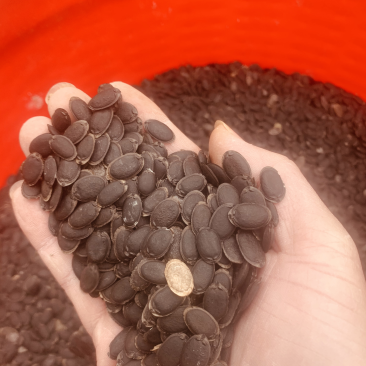 丝瓜籽大量出售