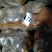 精品沃土开始出库