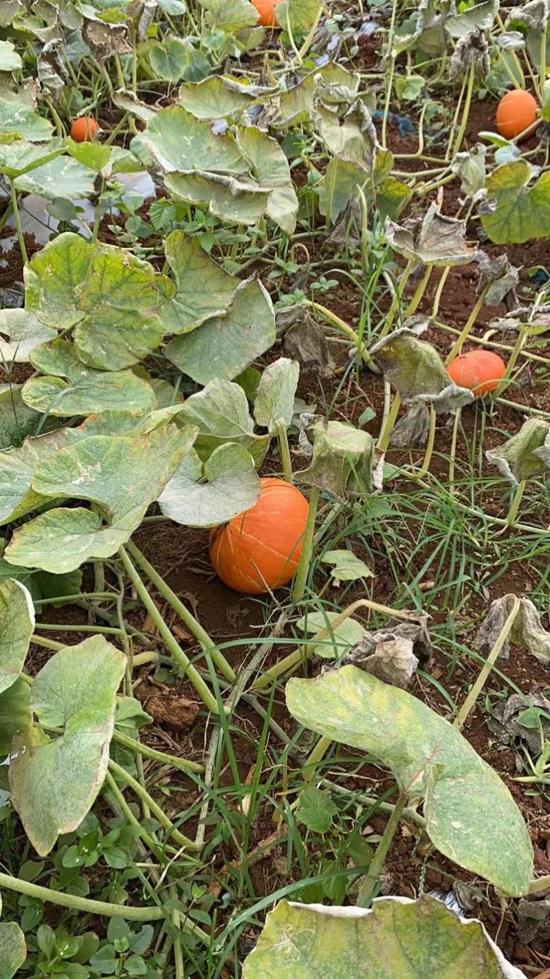 产地直发、一手货源、无中间商赚差价