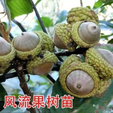 风流果树苗袋苗品质保证农林基地育苗放心购一款多种用处