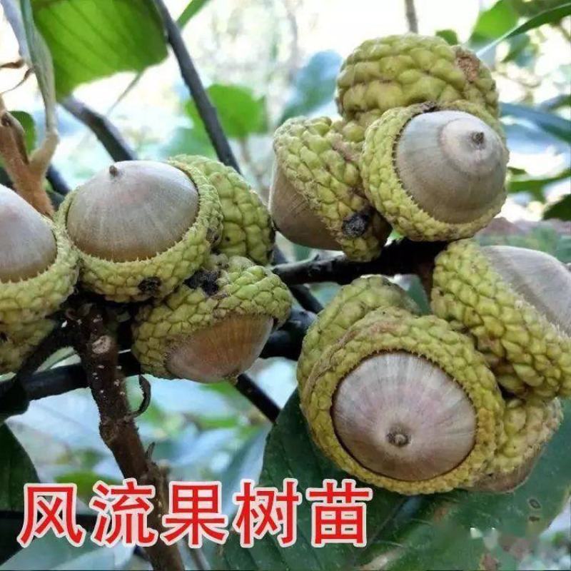 风流果树苗袋苗品质保证农林基地育苗放心购一款多种用处