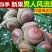风流果树苗袋苗品质保证农林基地育苗放心购一款多种用处