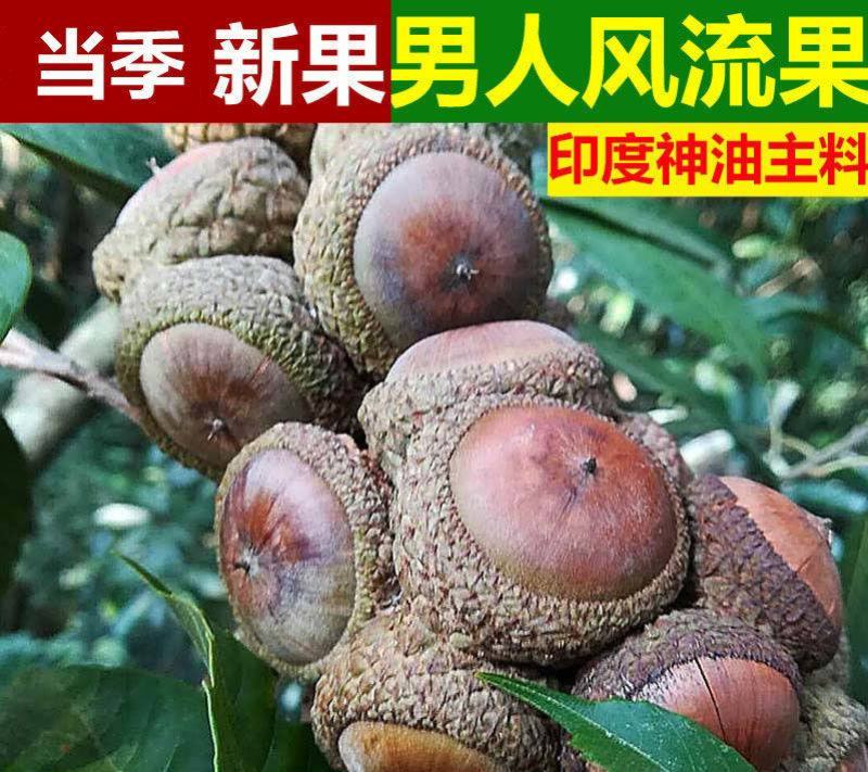 风流果树苗袋苗品质保证农林基地育苗放心购一款多种用处