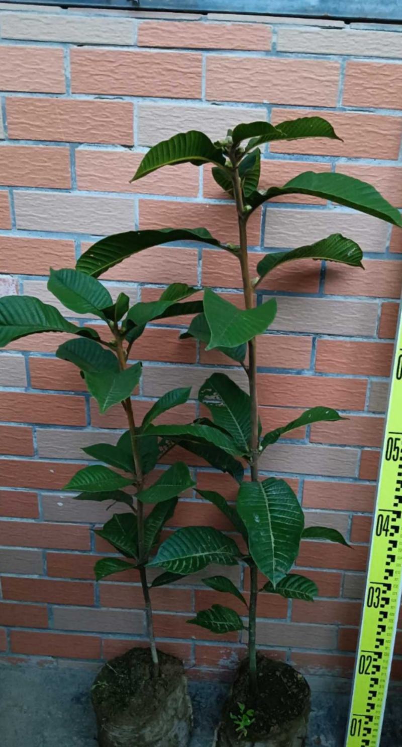 风流果树苗袋苗品质保证农林基地育苗放心购一款多种用处