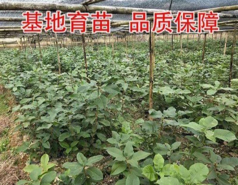 风流果树苗袋苗品质保证农林基地育苗放心购一款多种用处