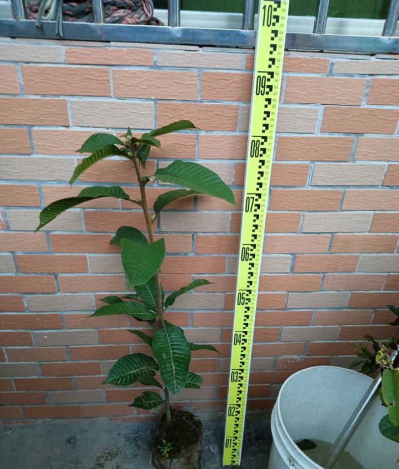 风流果树苗袋苗品质保证农林基地育苗放心购一款多种用处
