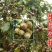风流果树苗袋苗品质保证农林基地育苗放心购一款多种用处
