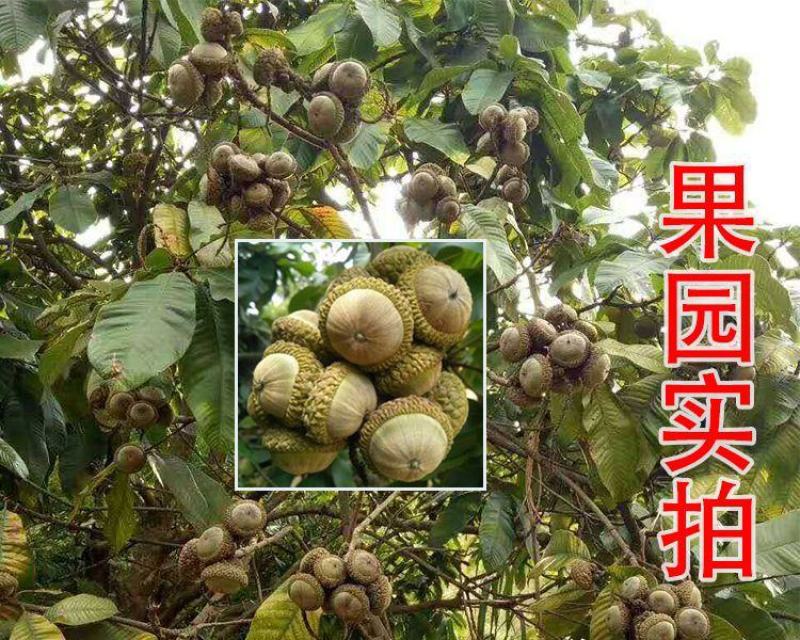 风流果树苗袋苗品质保证农林基地育苗放心购一款多种用处
