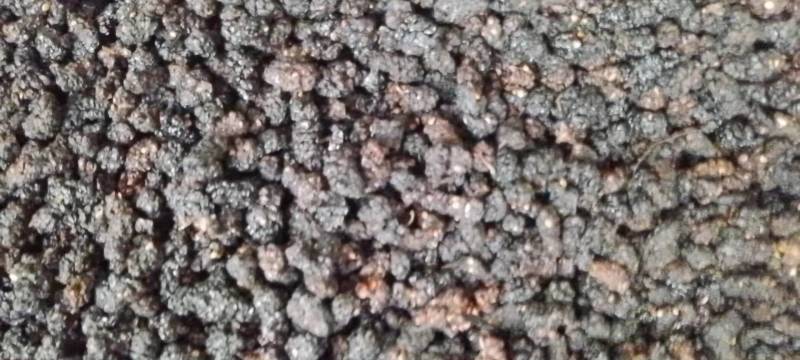 新疆野生桑椹