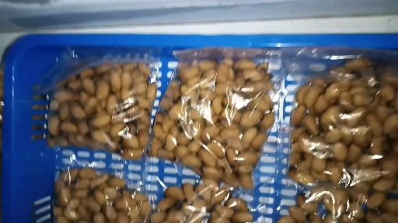 5-7克美味竹虫:喂新鲜青椰皮，甘蔗清肠清香可活体可冻品