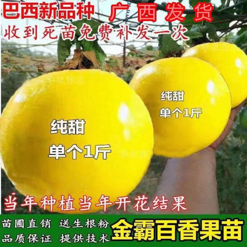 巴西新品种金霸百香果苗纯甜黄金巨无霸当年结果耐寒