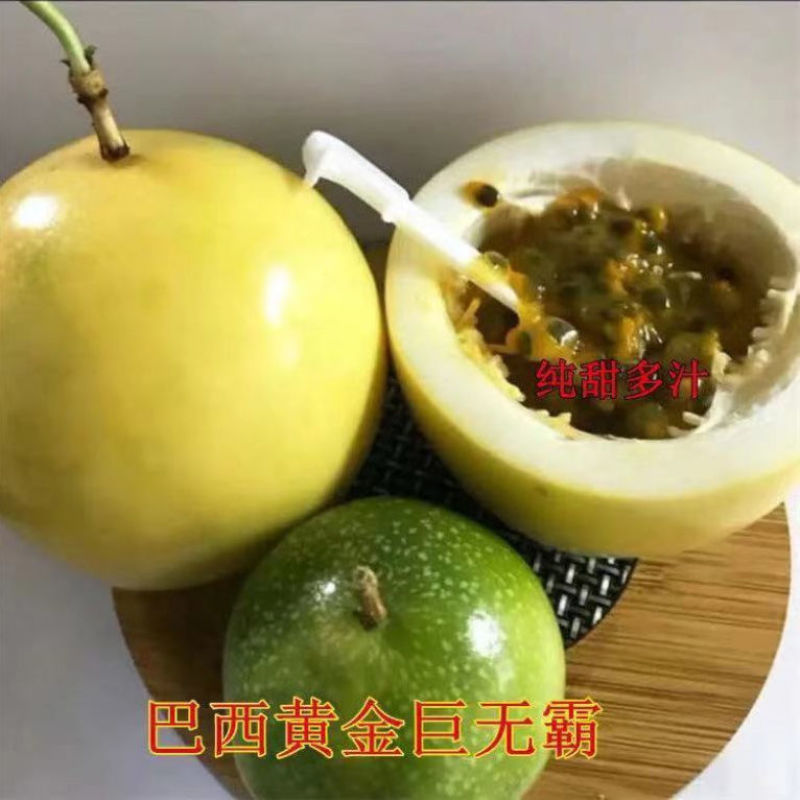 巴西新品种金霸百香果苗纯甜黄金巨无霸当年结果耐寒